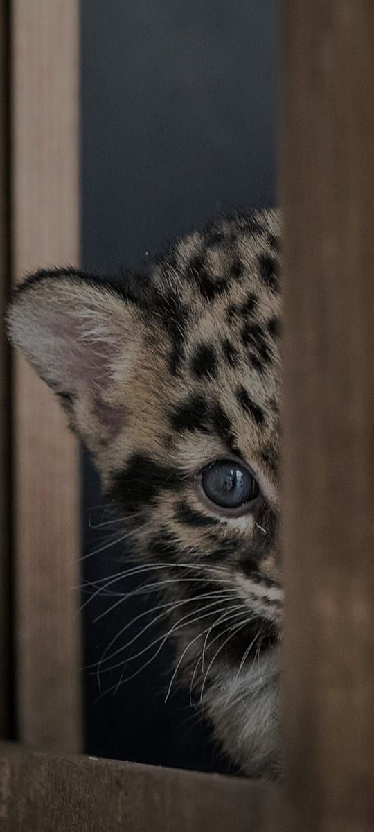 Profil de Hélie